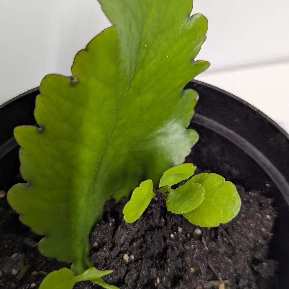 Kalanchoe Pinnata Leaves To Grow Organic Plants..Reptile Habitat Accessory